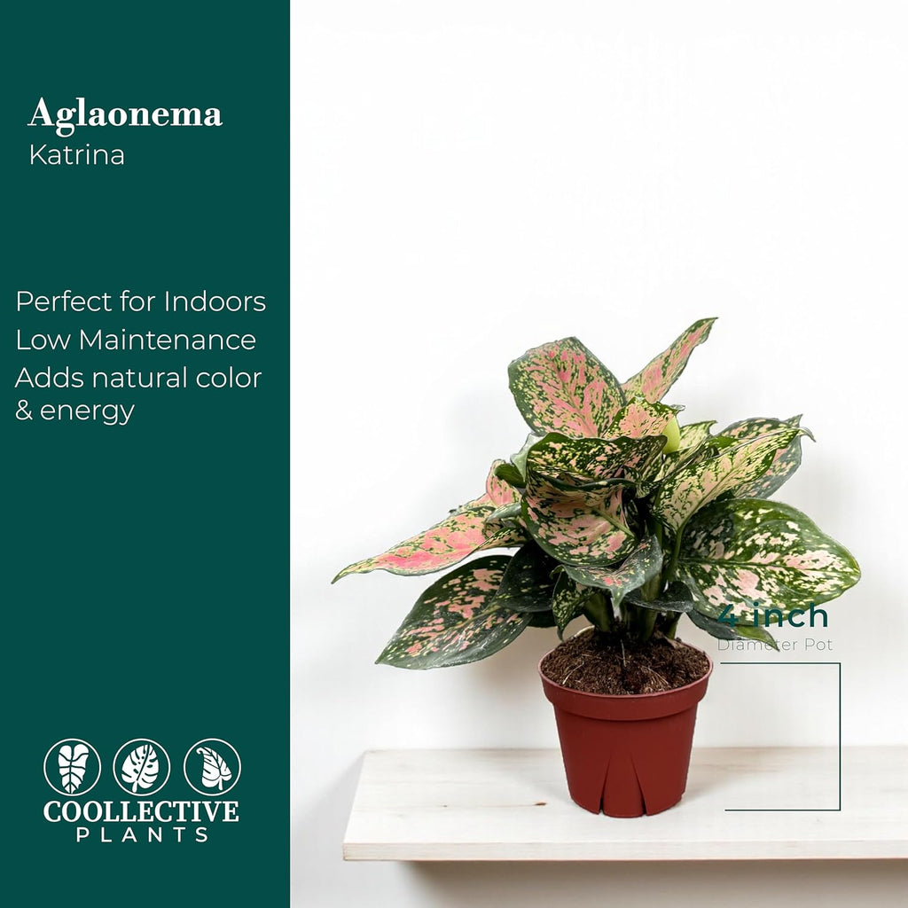 CoollectivePlants Aglaonema Katrina – Aglaonema Live Plant in 4” Growers Pot - Chinese Evergreen Plant Live, Green and Pink Variegated Foliage, Easy Low Light Houseplant