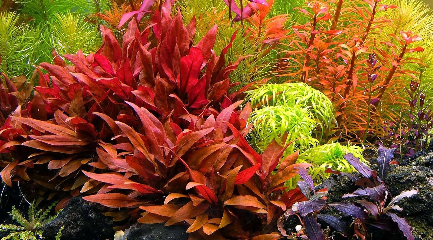 Alternanthera Reineckii 'Mini' 1-2-Grow | Tissue Culture Live Aquarium Plant | in Vitro Freshwater Plant for Aquascaping & Fish Tanks | 100% Pest & Algae Free