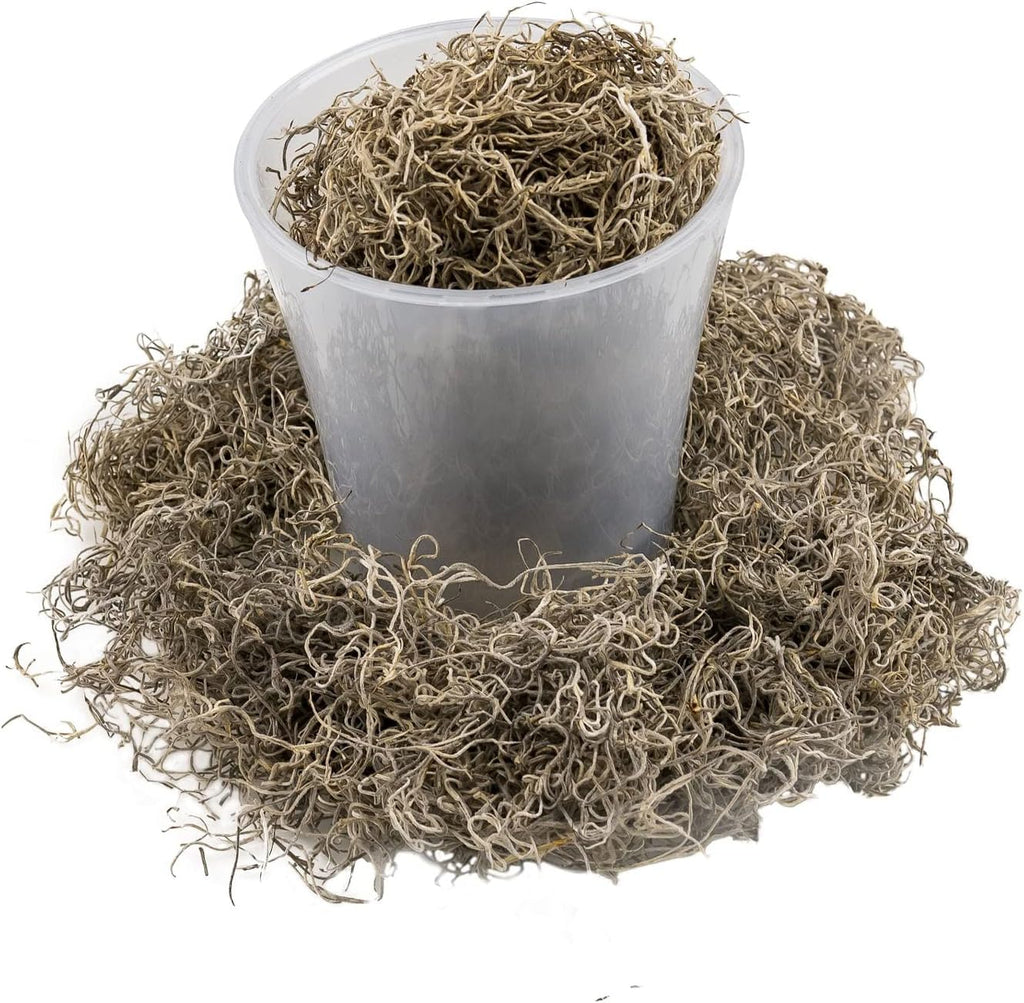 Premium Natural Spanish Moss | Natural Preserved - Great Ground Cover - Filler for Potted Plants - by GARDENERA - 1 Quart Bag