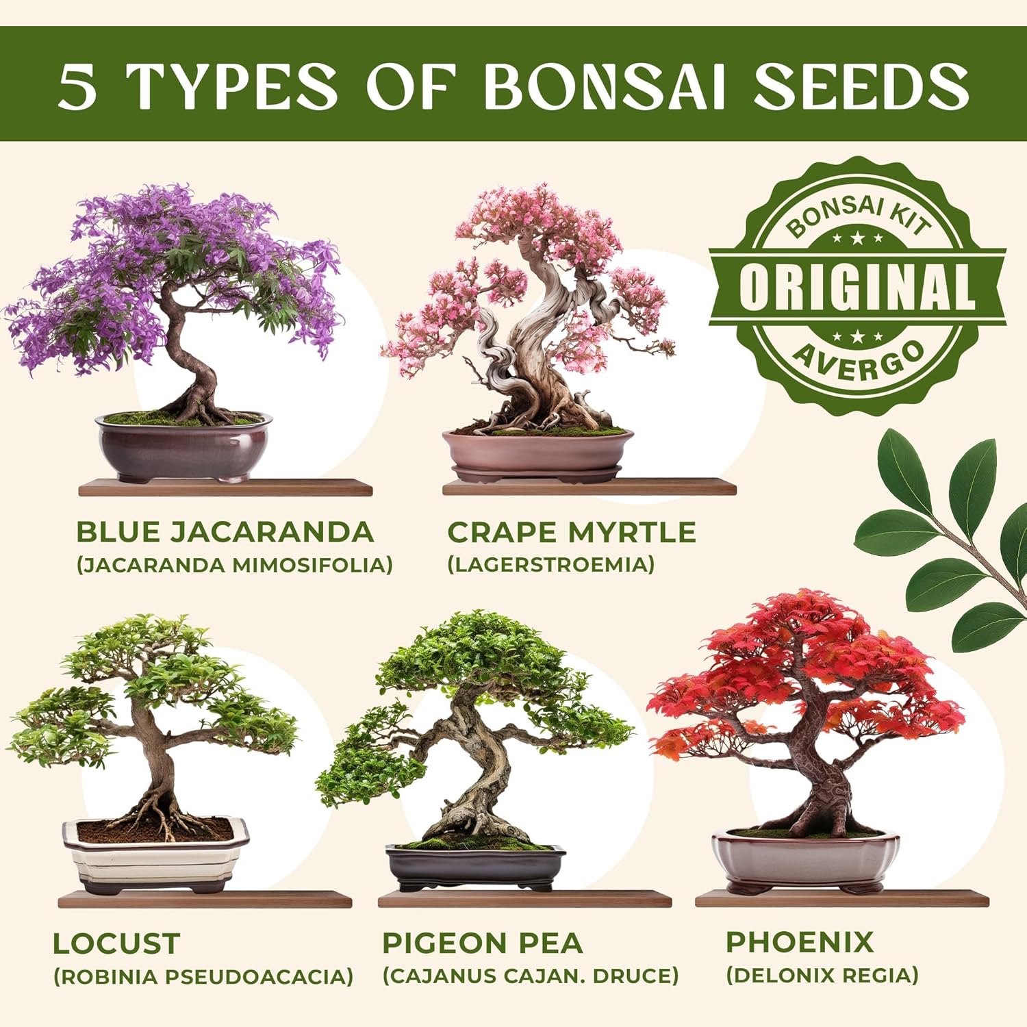 AVERGO Bonsai Tree Kit for Beginners – 5X Unique Japanese Bonzai Trees | Complete Indoor Bonsai Starter Kit for Growing Bonsai Plants with Tools & Planters – DIY Gardening Gifts for Women & Men