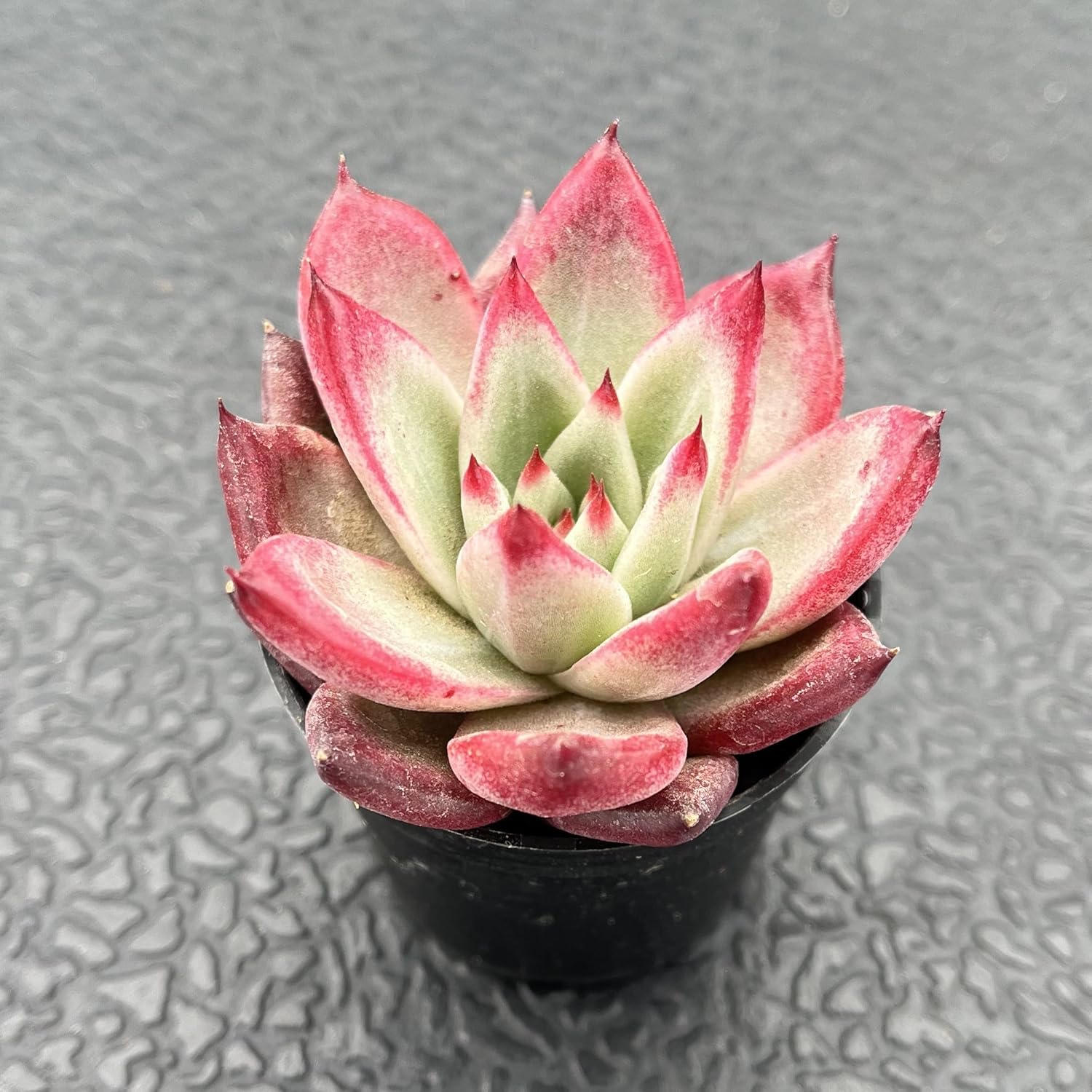 Sprout N Green Echeveria Japanese Pink Cherry, Live Rare Succulent Potted 2" Planter, Real House Plant for Party Favors Home Indoor Outdoor Garden Wedding Decoration DIY Projects