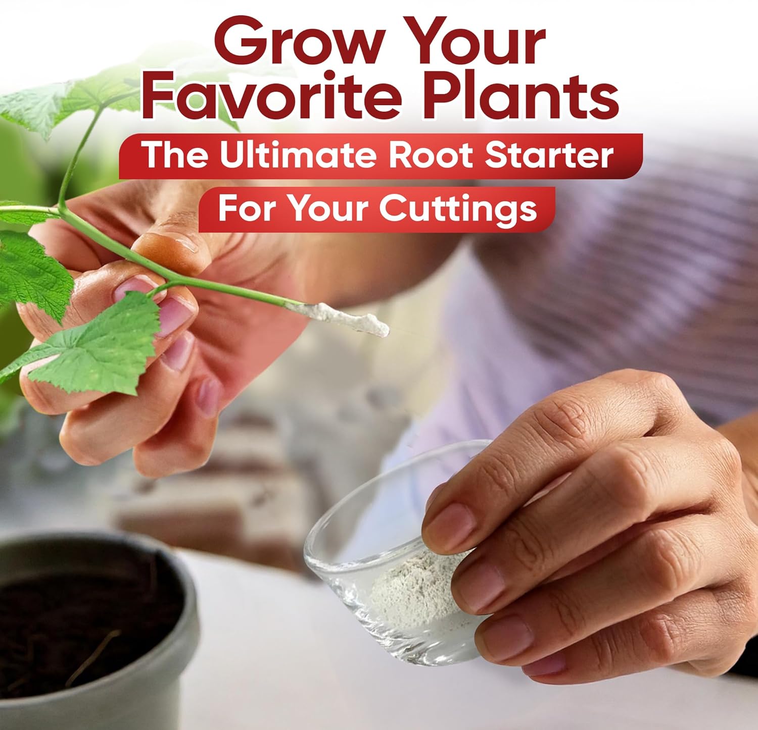 Hormex Rooting Hormone #1 - Rooting Powder for Delicate Houseplants, Succulents & Herb Cuttings | Promotes New Root Growth for Easy Propagation (0.1% IBA)