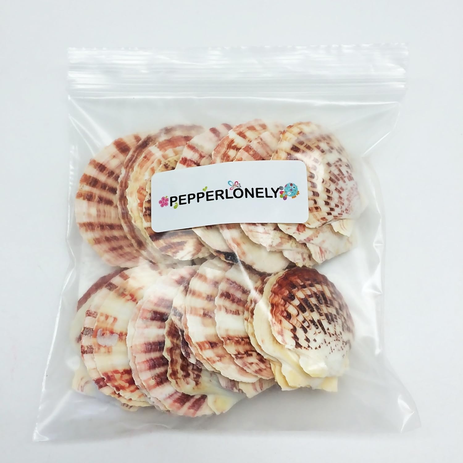 PEPPERLONELY 30 PC Pecten Scallop Sea Shells, 1-1/4 Inch ~ 2-1/2 Inch