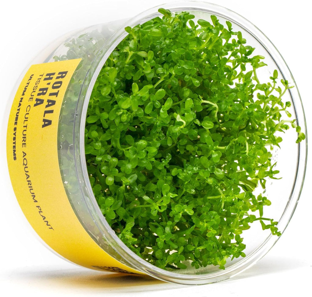 Ultum Nature Systems Rotala H'ra Tissue Culture Live Plant for Aquarium, Freshwater Fish Tank, Aquascaping - 100% Snail Free in Vitro