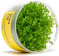 Ultum Nature Systems Rotala H'ra Tissue Culture Live Plant for Aquarium, Freshwater Fish Tank, Aquascaping - 100% Snail Free in Vitro