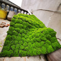 Simulation Artificial Moss Mat 39x39in, Fake Moss Wall DIY Artificial Moss Mat Carpet for Balcony Terrace Decoration Window Display Decoration