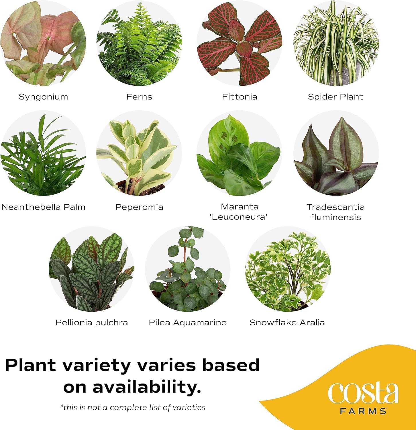 Costa Farms Mini Live Indoor Plants 2in Nursery Pot Easy to Grow Houseplant (3 Pack) 4-Inches Tall, Grower's Choice, Home Décor or DIY Gift