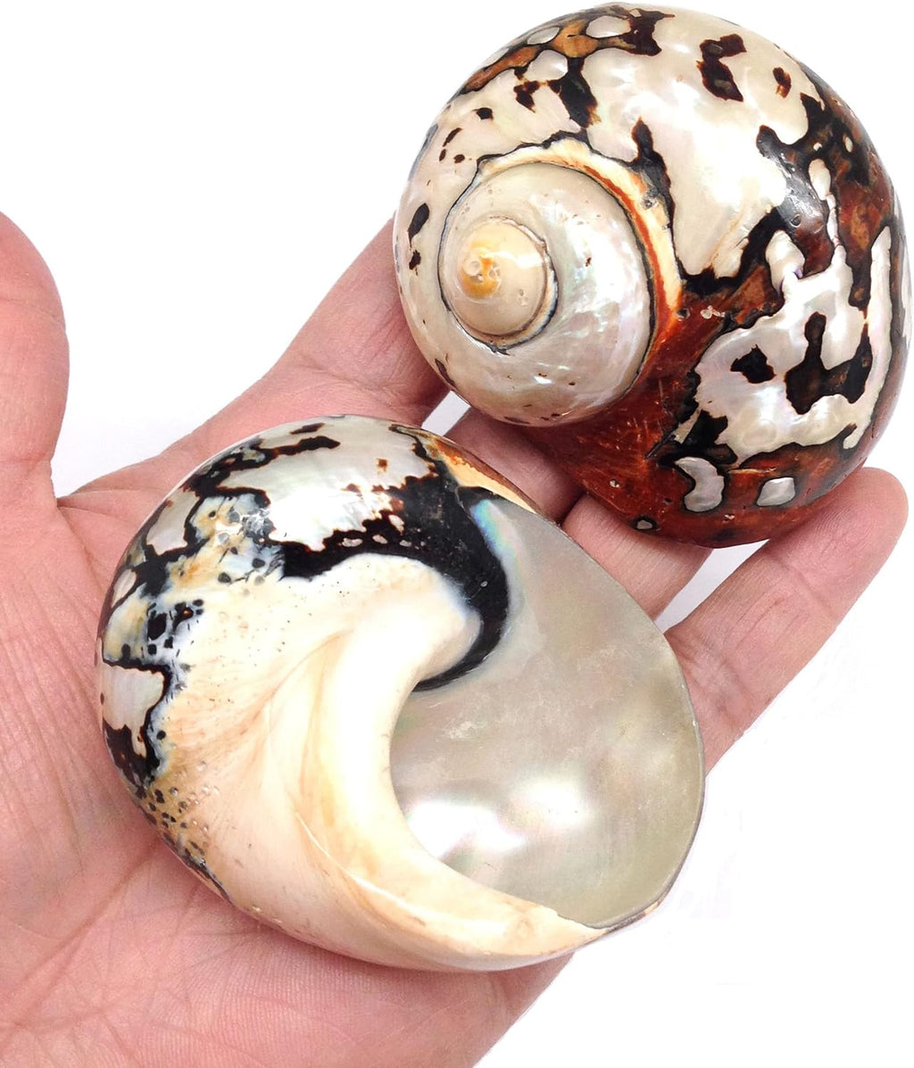PEPPERLONELY 2 PC Hermit Crab Shells, Turbo Shells, African Sarmaticus Turbo Shell, 2 Inch~ 2-1/4 Inch
