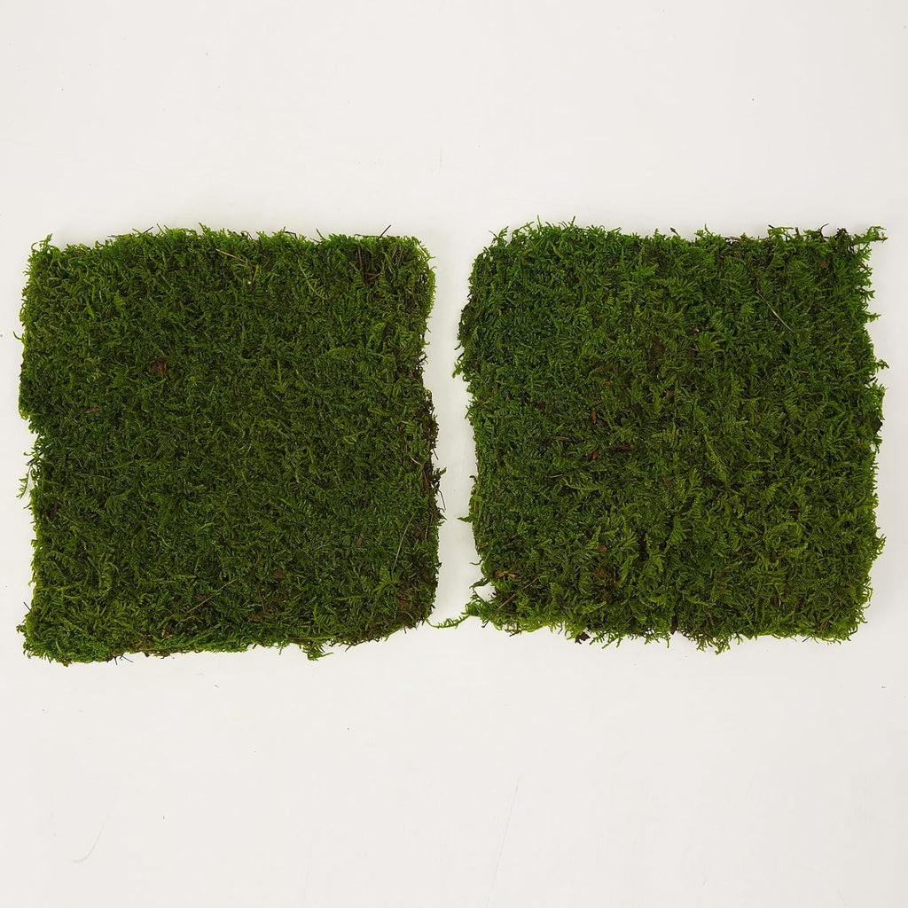 Preserved Sheet Moss Natural Green Decorative Real Natural Green DIY Kit Gardenning Art Wall Decor Florist Decor Easter Table Decor Wedding 2 sq.ft.Green-B
