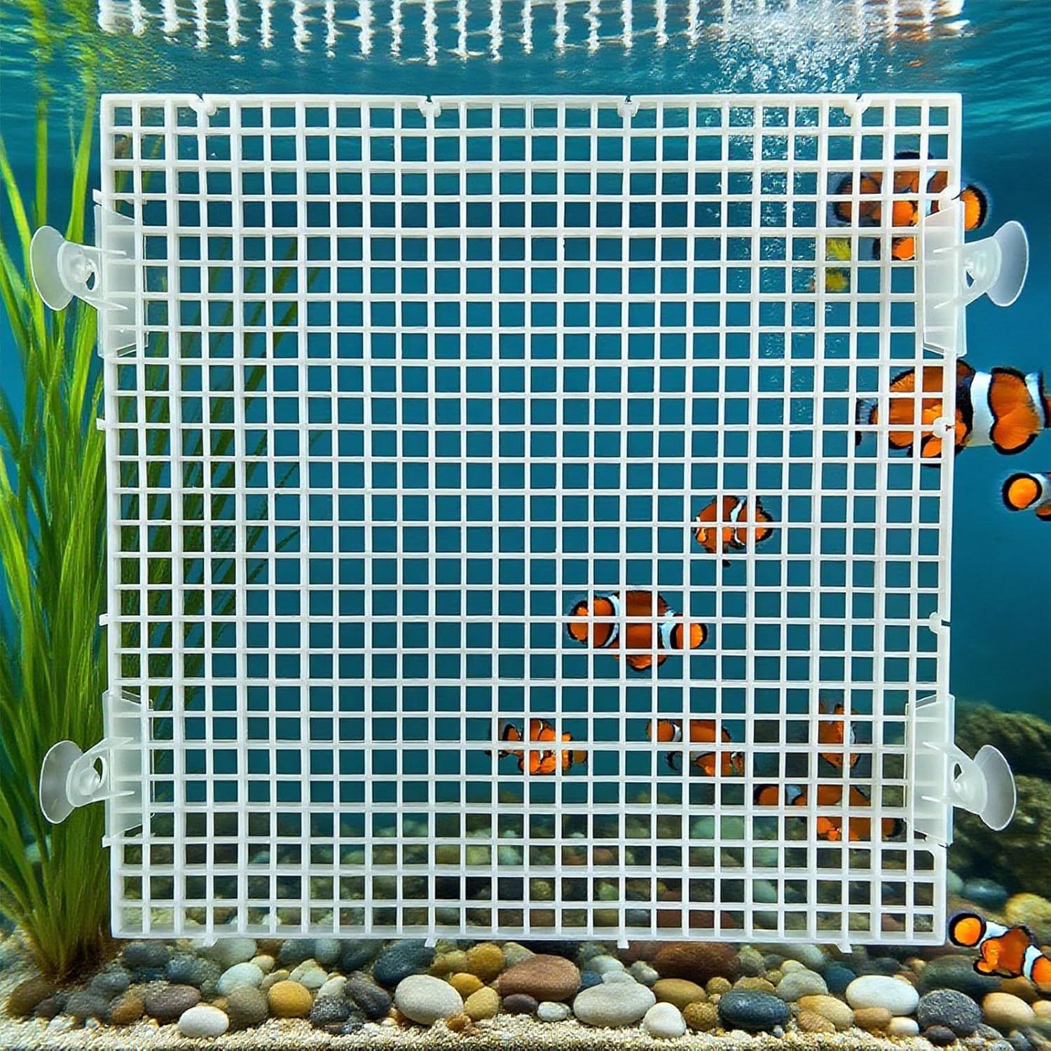 0.35-Inch White Aquarium Divider Panel 11.8"x11.8",8pacs - Strong Suction Cups, Easy Cut Design to Separate Fish (10-55 Gallon Tanks)