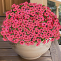 14 Bundles Artificial Flowers UV Resistant for Patio Outdoors Fake Faux Silk Plants Realistic Plastic Flowers Indoors Porch Window Home Decoration (14, Fuchsia)