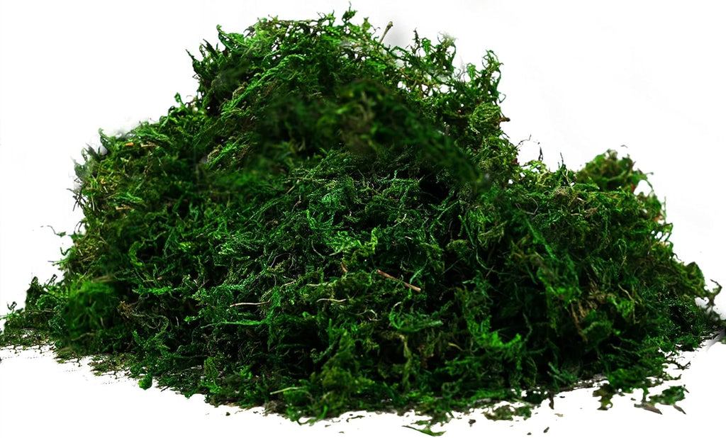 Byher 92926 Preserved Forest Moss, Fresh Green (2OZ)
