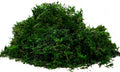 Byher 92926 Preserved Forest Moss, Fresh Green (2OZ)