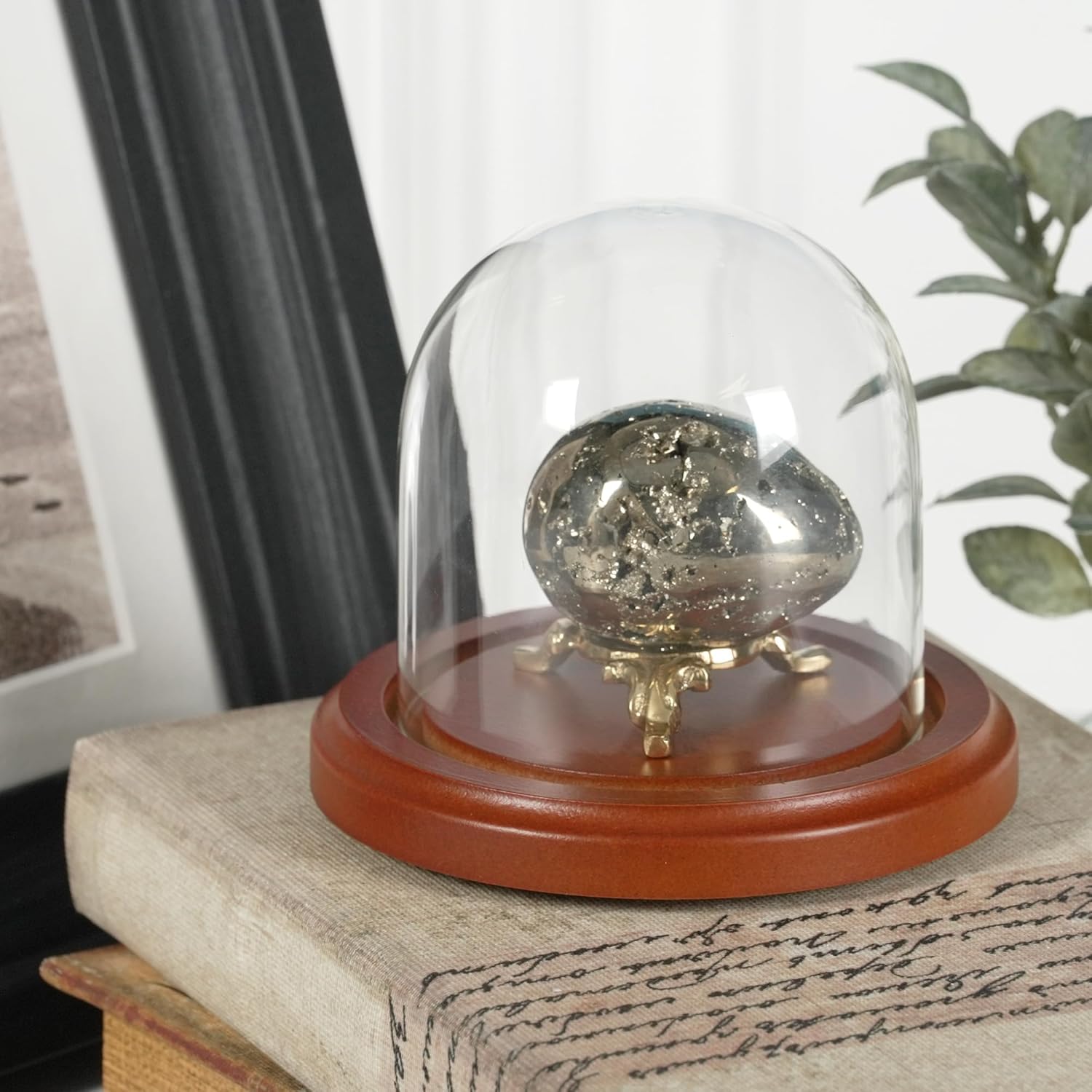 Plymor 3" x 3" Glass Display Dome Cloche (Walnut Base)