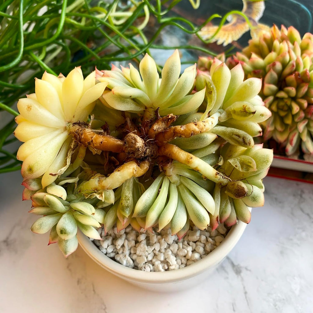 Echeveria Mebina Variegata Rare Live Succulent Plants, Variegated 4" Bare Root Without Pot & Soil, Garden Indoor Office Desk Baby Shower Decoration, Friend Plant Lovers Gifts