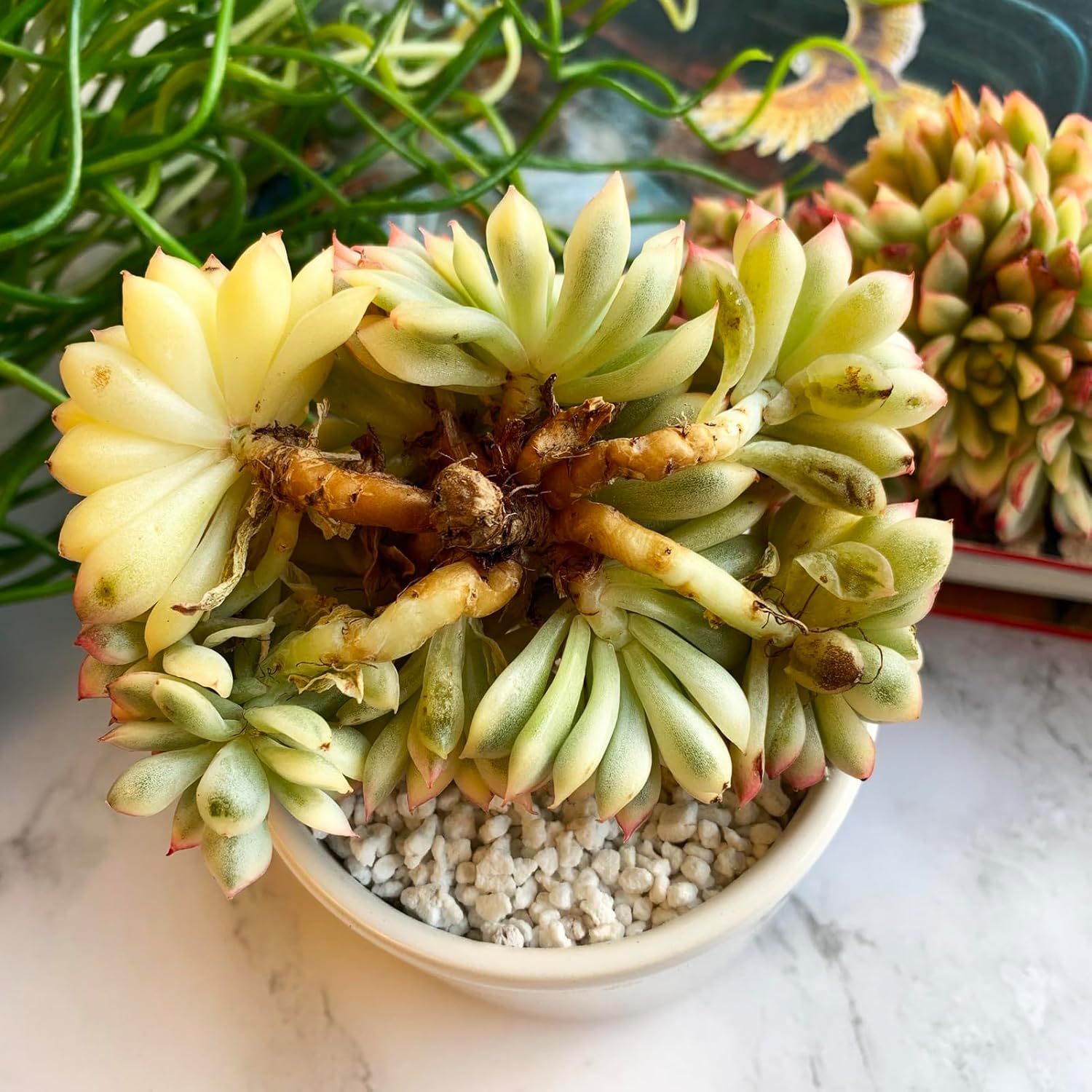 Echeveria Mebina Variegata Rare Live Succulent Plants, Variegated 4" Bare Root Without Pot & Soil, Garden Indoor Office Desk Baby Shower Decoration, Friend Plant Lovers Gifts