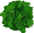 Moss Preserved Artificial Moss Natural Fresh Green Moss for Craft Arts Floral Project Wall Decor Table Decor Wedding Centerpieces Garden Terrariums Decoration -Mid Green 3.5OZ