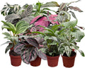 CoollectivePlants Calathea Assorted Collection – Live Indoor Plants in 4" Grower’s Pots (10 Pack), Easy to Grow Beginner Houseplants, Includes UniHeat Pack for Winter Protection