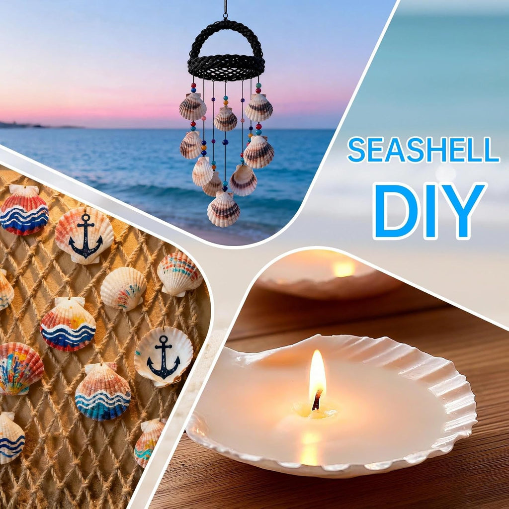 36PCS Natural Scallop Shells for Crafts, 2-3 Inch White Sea Shells for Decorating, Genuine Beach Seashells for DIY Craft Making, Painting, Cooking, Ocean Themed Party Supplies & Decorations