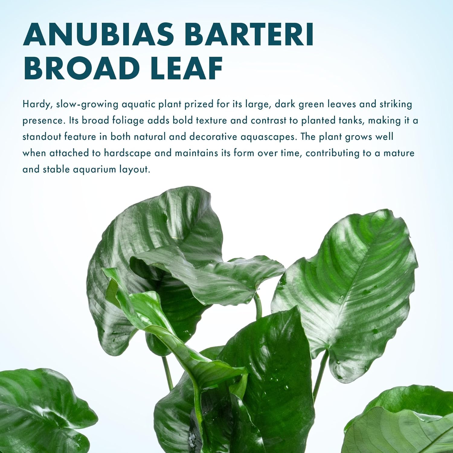 SubstrateSource Anubias Live Aquarium Plants - Potted Freshwater Plant for Fish Tanks, Terrariums - Beginner Friendly Low Light (Barteri Broad Leaf, Mother Plant)