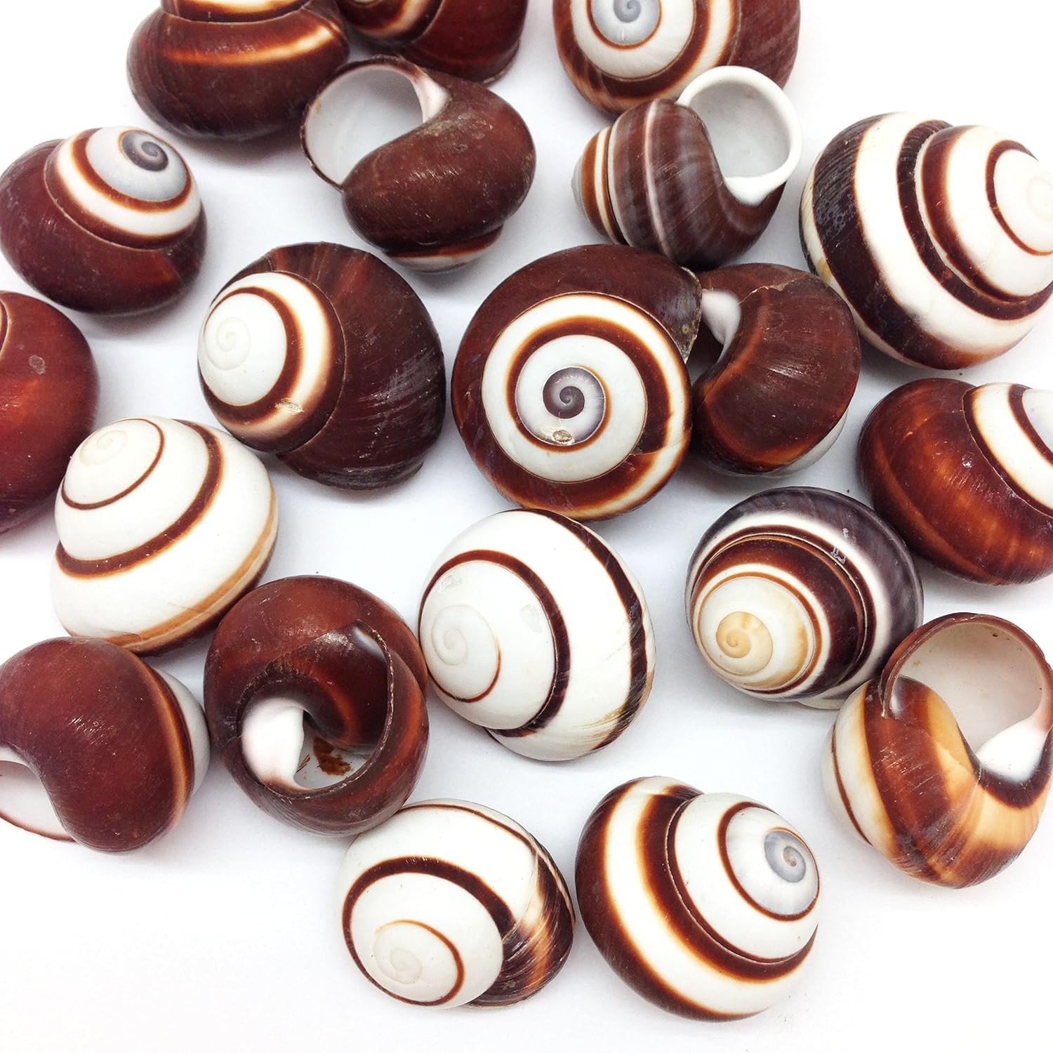 PEPPERLONELY 12 PC Brown Striped Land Snail Sea Shells, 1~1-1/2 Inch for Hermit Crab Homes