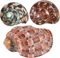 3PCS Natural Hermit Crab Shells Size 2.5" - 4", Opening 1" - 2.5" Hermit Crab Supplies Pearl Turbo Seashell for Décor