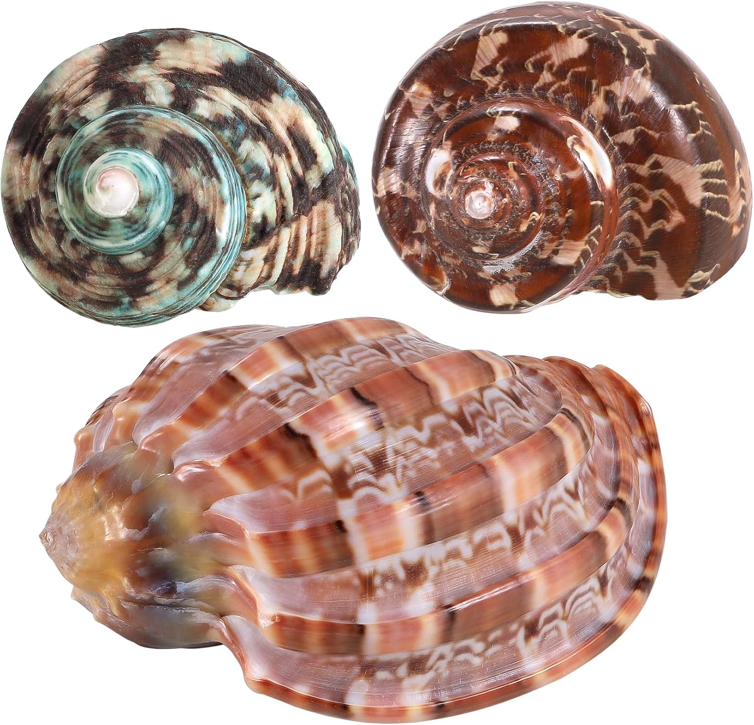 3PCS Natural Hermit Crab Shells Size 2.5" - 4", Opening 1" - 2.5" Hermit Crab Supplies Pearl Turbo Seashell for Décor