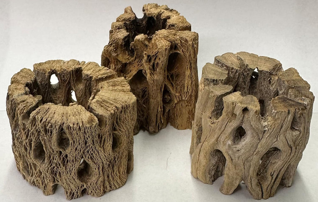 3 Natural Cholla Wood Air Plant Display Holders Individually Unique Round Decorative Stands (3 Pack Cholla Rounds)