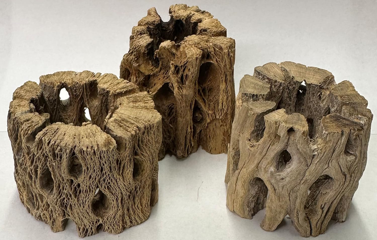 3 Natural Cholla Wood Air Plant Display Holders Individually Unique Round Decorative Stands (3 Pack Cholla Rounds)