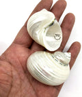 PEPPERLONELY 5PC Pearlized Silver Mouth Turbo, Hermit Crab Sea Shells, 1-1/2 Inch ~ 2 Inch