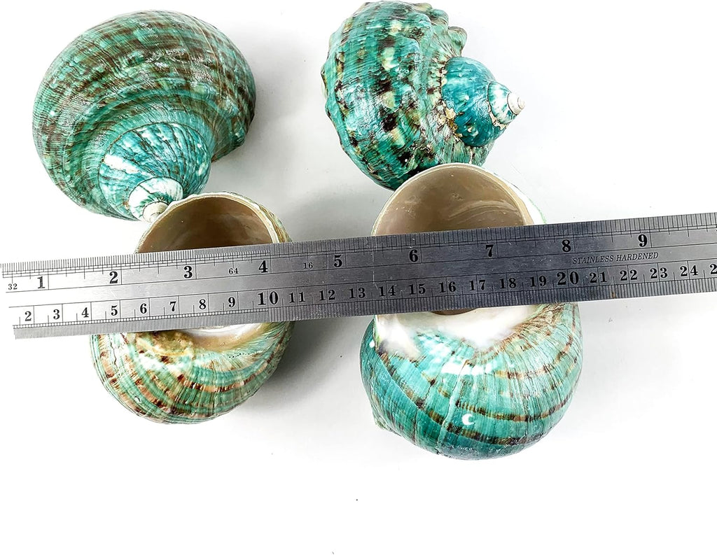 Heyiwell Natural Large Jade Turbo Seashells&Hermit Crab Shells 3.5"~4.5" Inch