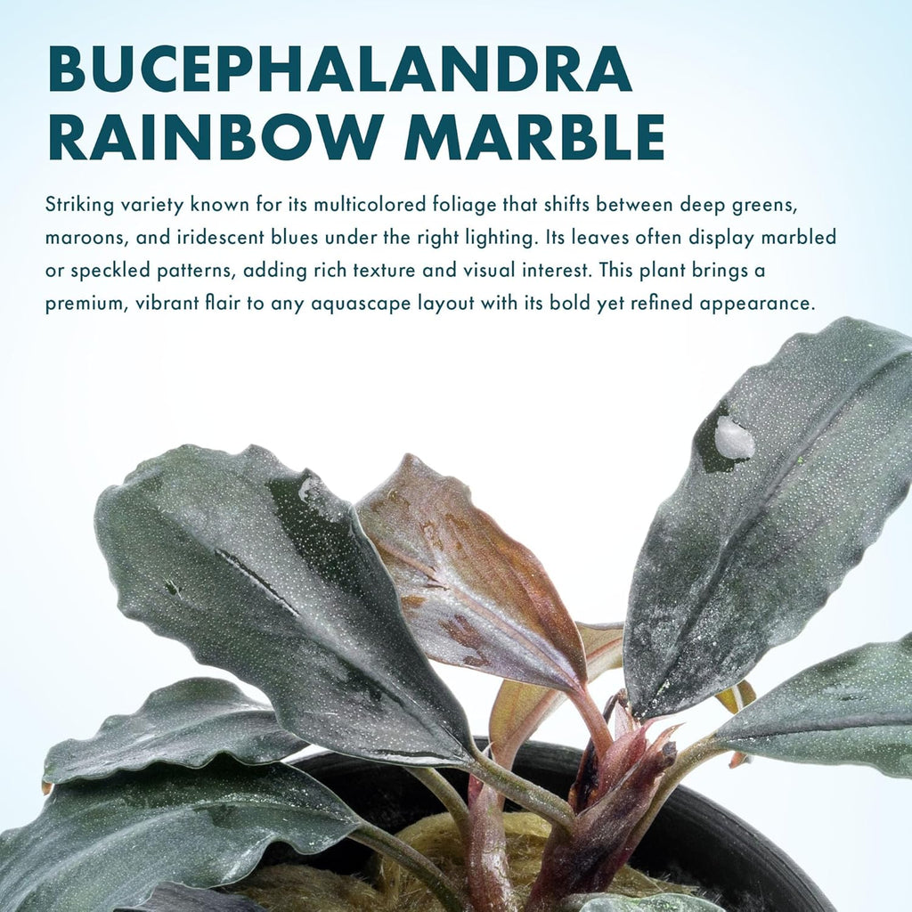SubstrateSource Bucephalandra Rainbow Marble Potted Live Aquarium Plant - Natural Freshwater Fish Tank Decorations, Aquatic Décor