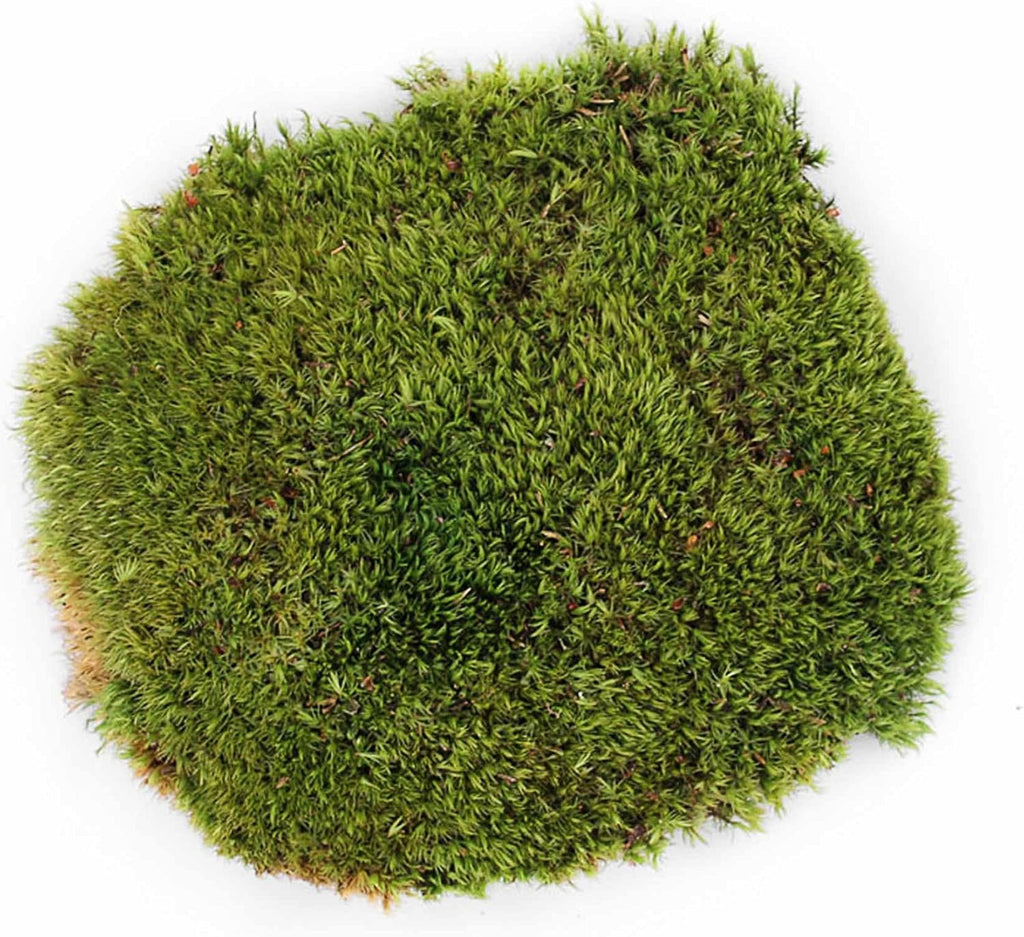 Galápagos (05234) Pillow Moss, Clumps of Real Moss, Natural, 4QT,Green