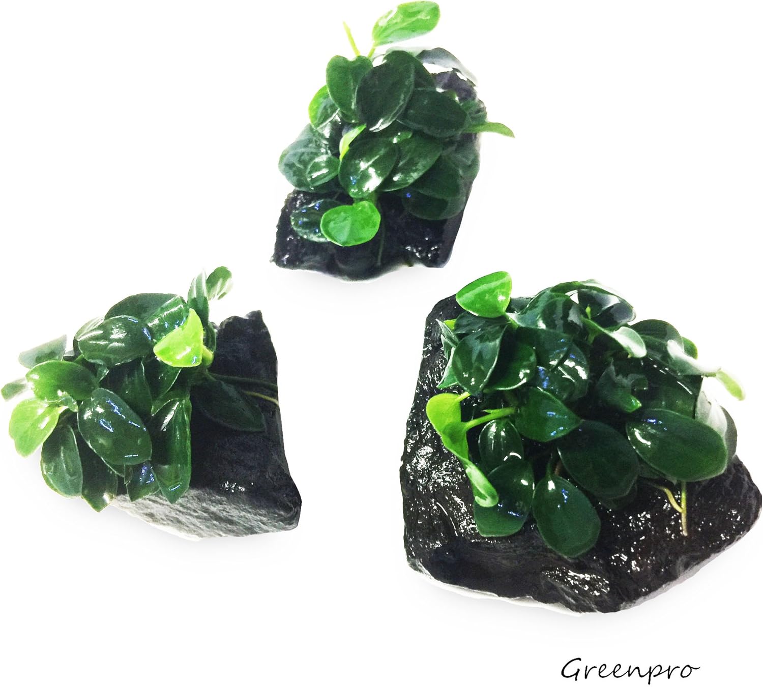 Dwarf Anubias Nana Petite on Driftwood Live Aquarium Plants Fish Tank Decorations Water Plants by Greenpro