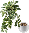 Fake Plants Indoor Artificial Hanging Plants with Pot, Potted Silk Greenery Faux Watermelon Peperomia Ivy Draping Plant for Home Office Desk Living Room Bedroom Wall Shelf Decor (Light, Dark Green)