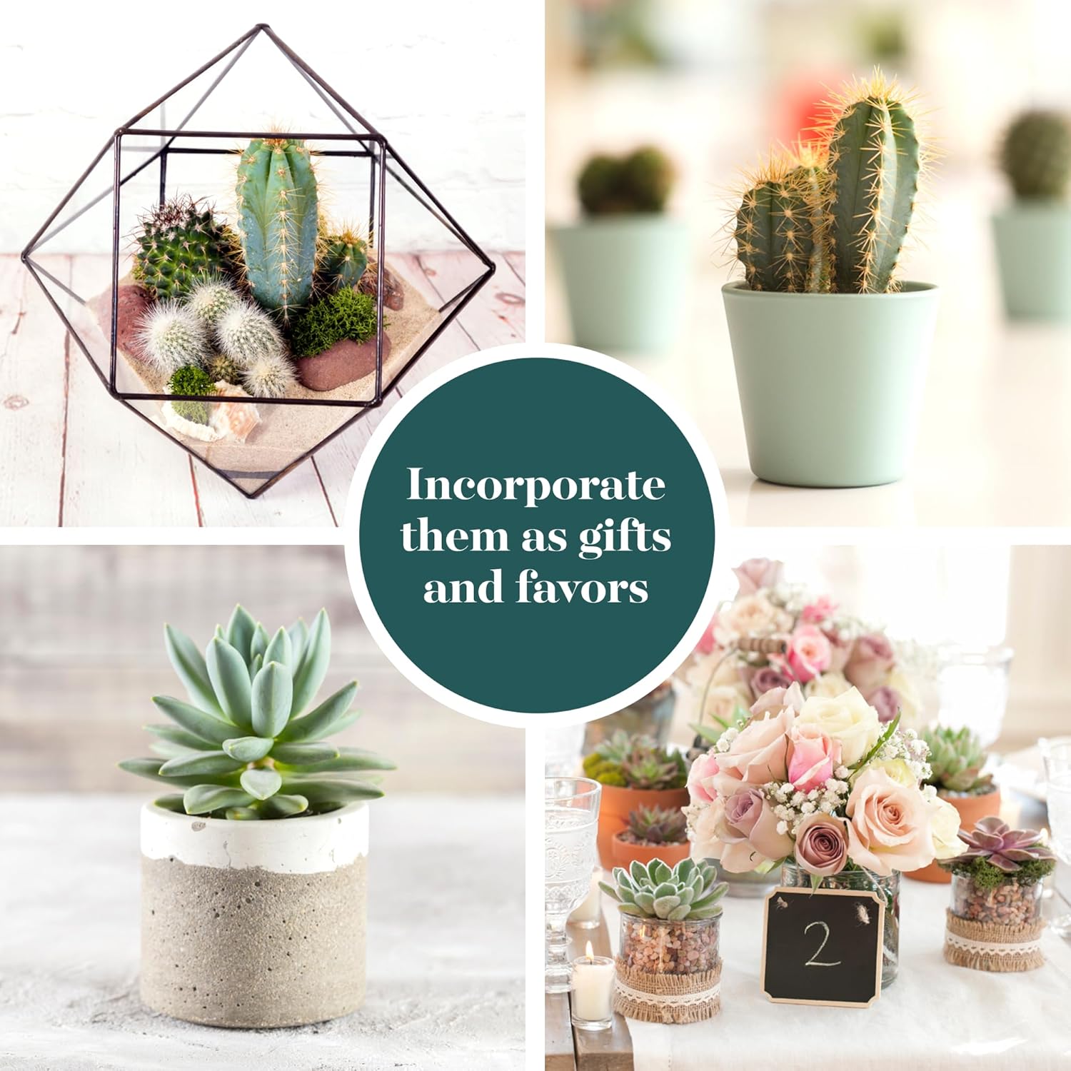 Shop Succulents Premium Live Mini Cactus and Succulent Plants in 2" Pots, Easy Care Indoor or Outdoor Gardening, Terrariums, Favors, & Contemporary Spaces with Hardy, Resilient Varieties, Pack of 100