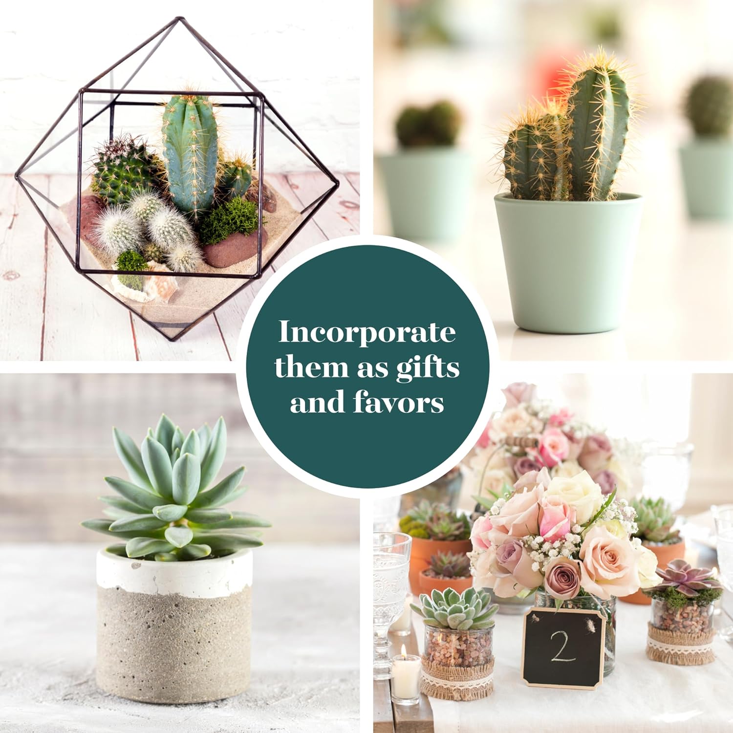 Shop Succulents Premium Live Mini Cactus and Succulent Plants in 2" Pots, Easy Care Indoor or Outdoor Gardening, Terrariums, Favors, & Contemporary Spaces with Hardy, Resilient Varieties, Pack of 12