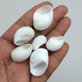 PEPPERLONELY White Natica Snail Sea Shells, 8 OZ Apprx.60+ PC Shells, 3/4 Inch ~ 1-1/4 Inch
