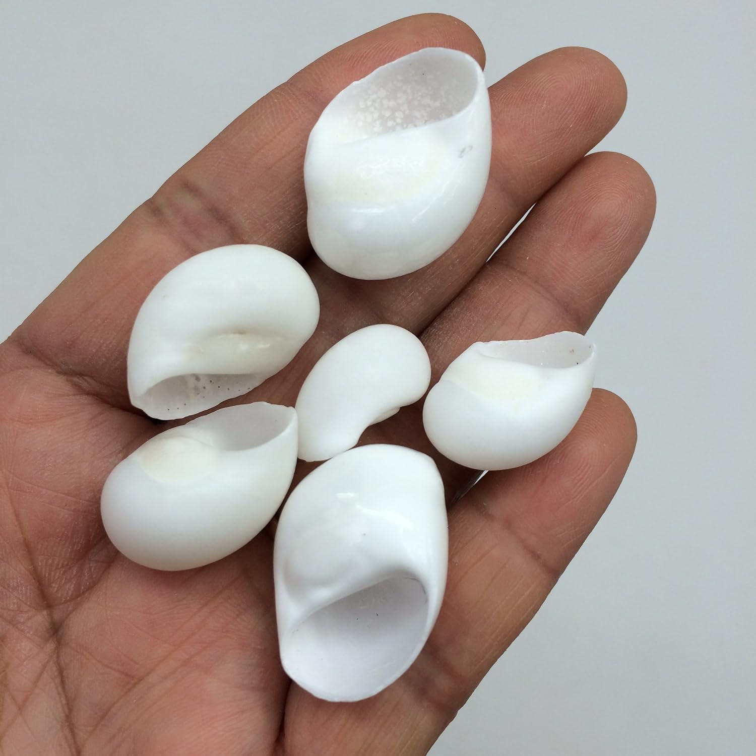 PEPPERLONELY White Natica Snail Sea Shells, 8 OZ Apprx.60+ PC Shells, 3/4 Inch ~ 1-1/4 Inch