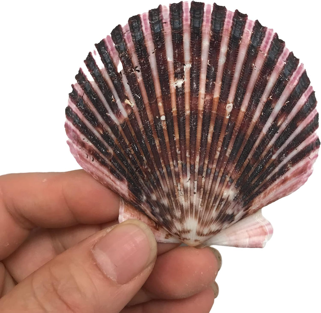 PEPPERLONELY 30 PC Pecten Purpuratus Scallop Sea Shells, 2 Inch ~ 3-1/4 Inch