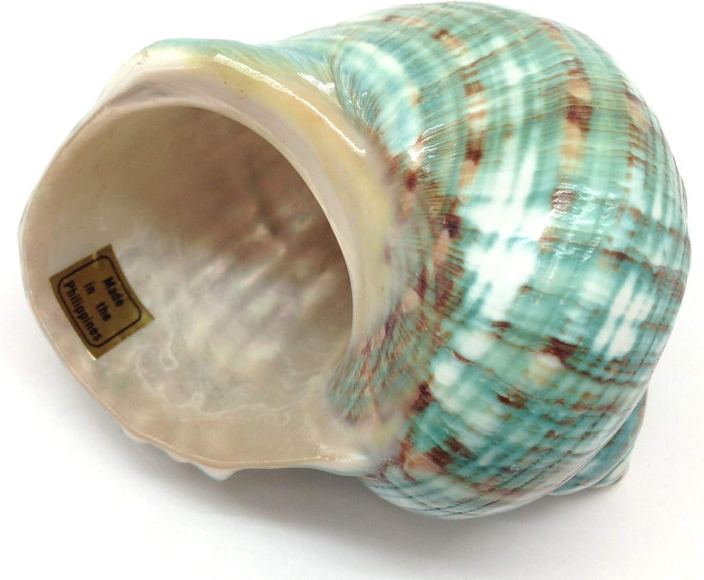 PEPPERLONELY Green Blue Gade Big Turbo Sea Shells, Large Hermit Crab Shells, 3 Inch ~ 3-1/2 Inch