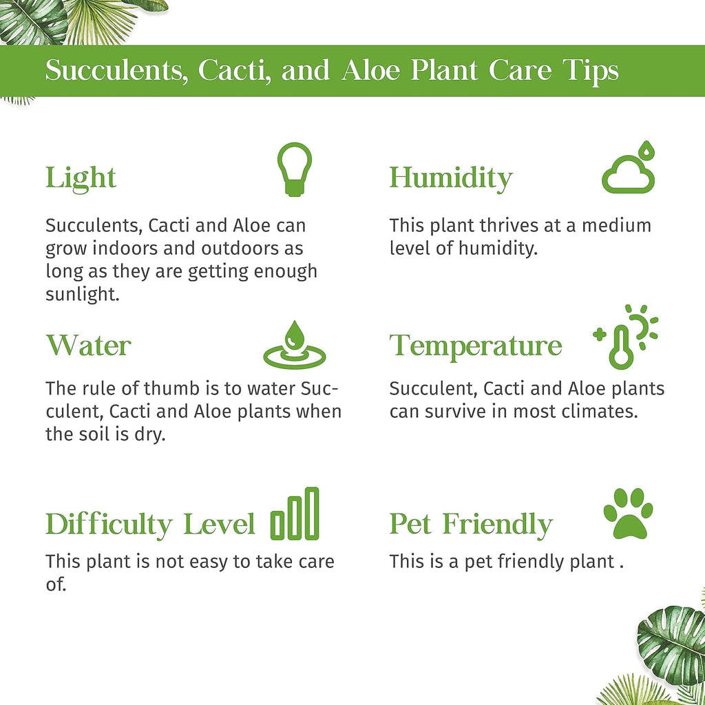 Succulent String of Pearls Live Plant for Indoor | Different Houseplants in 4'' & 6'' Pot | Real House Plant for Living Room, Office, Desk & Bathroom | Senecio rowleyanus