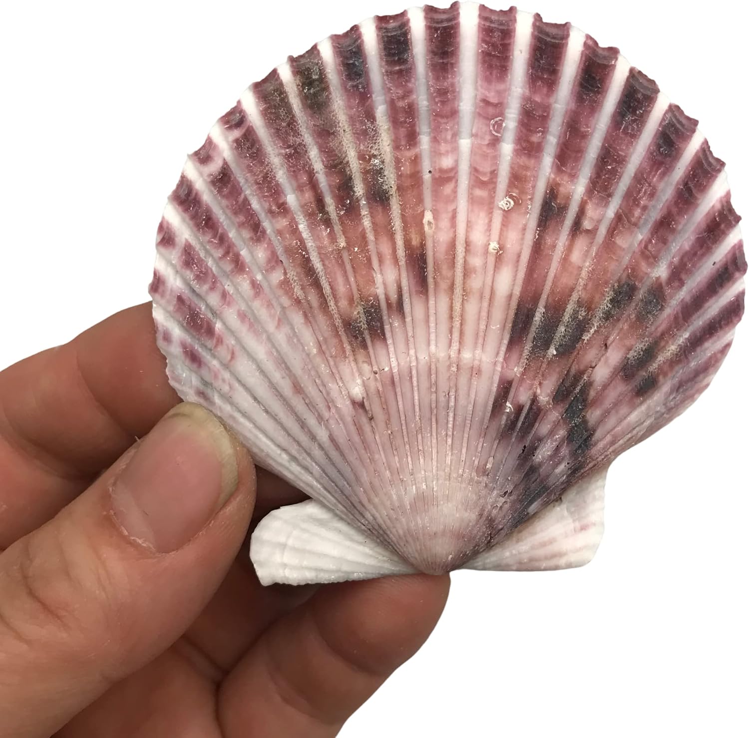 PEPPERLONELY 30 PC Pecten Purpuratus Scallop Sea Shells, 2 Inch ~ 3-1/4 Inch