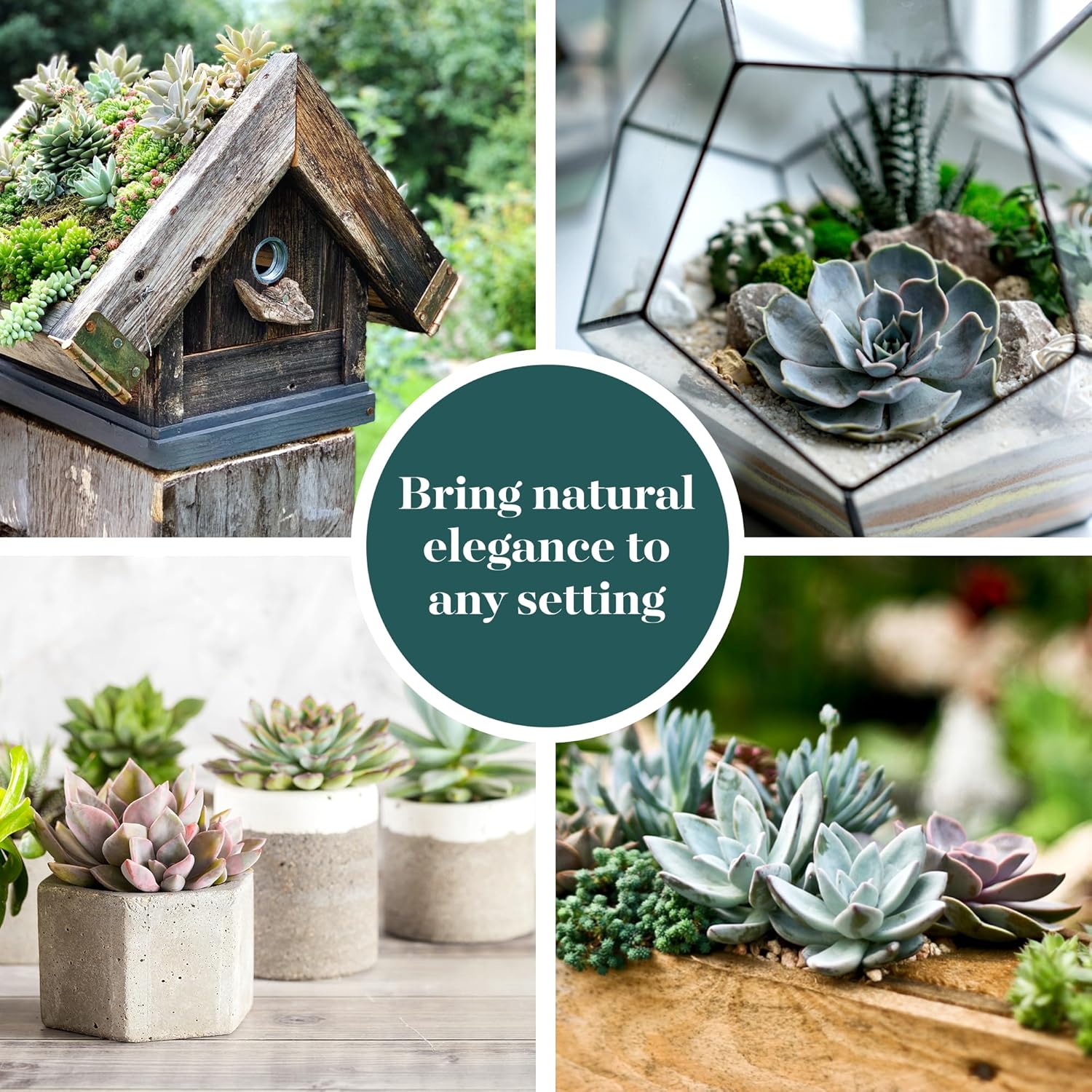 Shop Succulents Rosette Succulent Plant Pack Collection - Live Mini Succulent Plants, Low Maintenance, Floral Shaped Mix of Colors & Textures - Wedding and Party Favors, Gift & Garden, Pack of 10