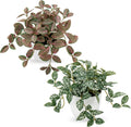 Hollyone Fake Plants 2 Packs Artificial Plants Indoor Faux Plants with White Plastic Pot Small Fake Potted Plant for Home Aesthetic Living Room Bathroom Desk Shelf Office Decor