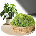 Artificial Faux Moss, 3.52 oz Fake Moss for Crafts Preserved, Artificial Moss for Crafts, Artificial Moss for DIY Scenery, Fake Moss Decor Decorative Table, Fairy Garden, Floral Wedding