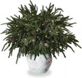 12PCS Christmas Norfolk Pine Branches with Warm Lights ，20" Artificial Christmas Branches Pinecones Norfolk Pine Stems for DIY Crafts Garlands Wreaths Holiday Home Centerpiece Xmas Decor