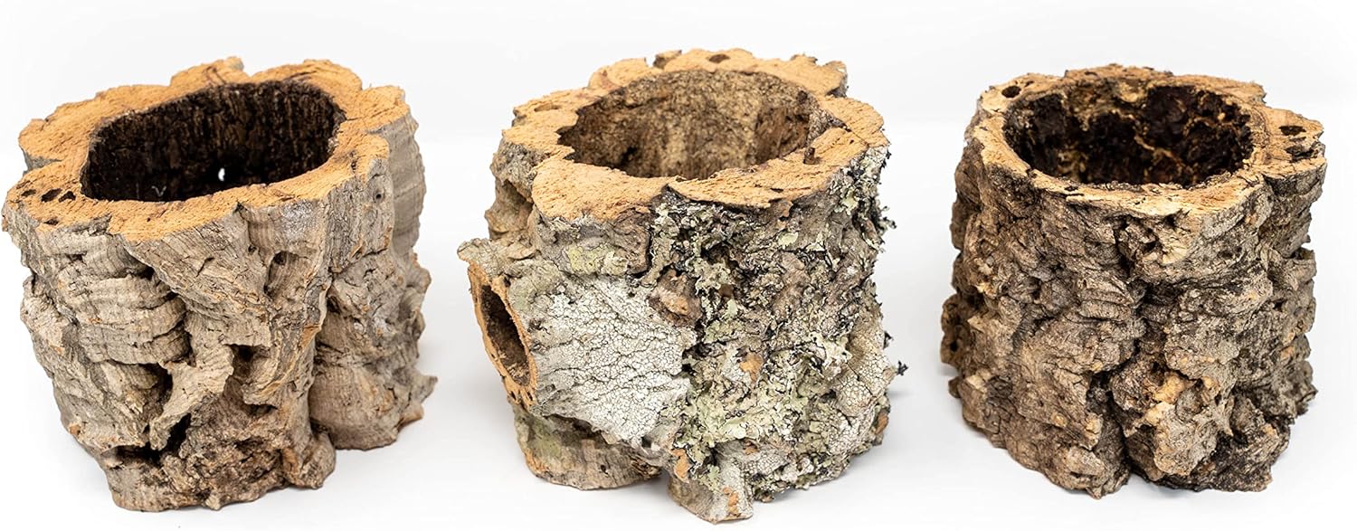 Air Plant Shop Natural Cork Bark Planters - Wholesale and Bulk - Succulents - Live Tillandsia - Easy Care Indoor and Outdoor House Plants (Pack of 1)