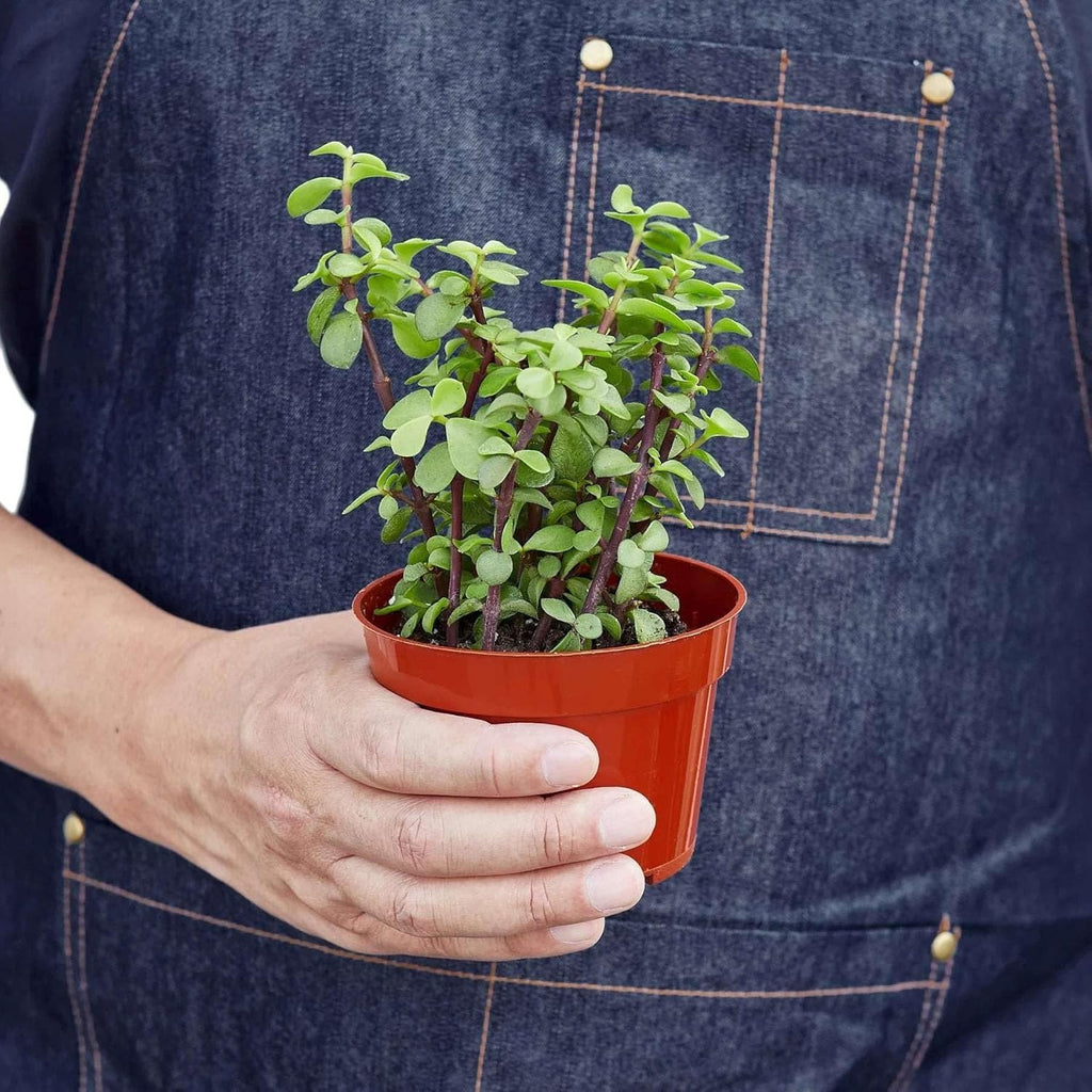 Succulent Elephant Bush Live Plant for Indoor | Different Houseplants in 4'' & 6'' Pot | Real House Plant for Living Room, Office, Desk & Bathroom | Portulacaria Afra