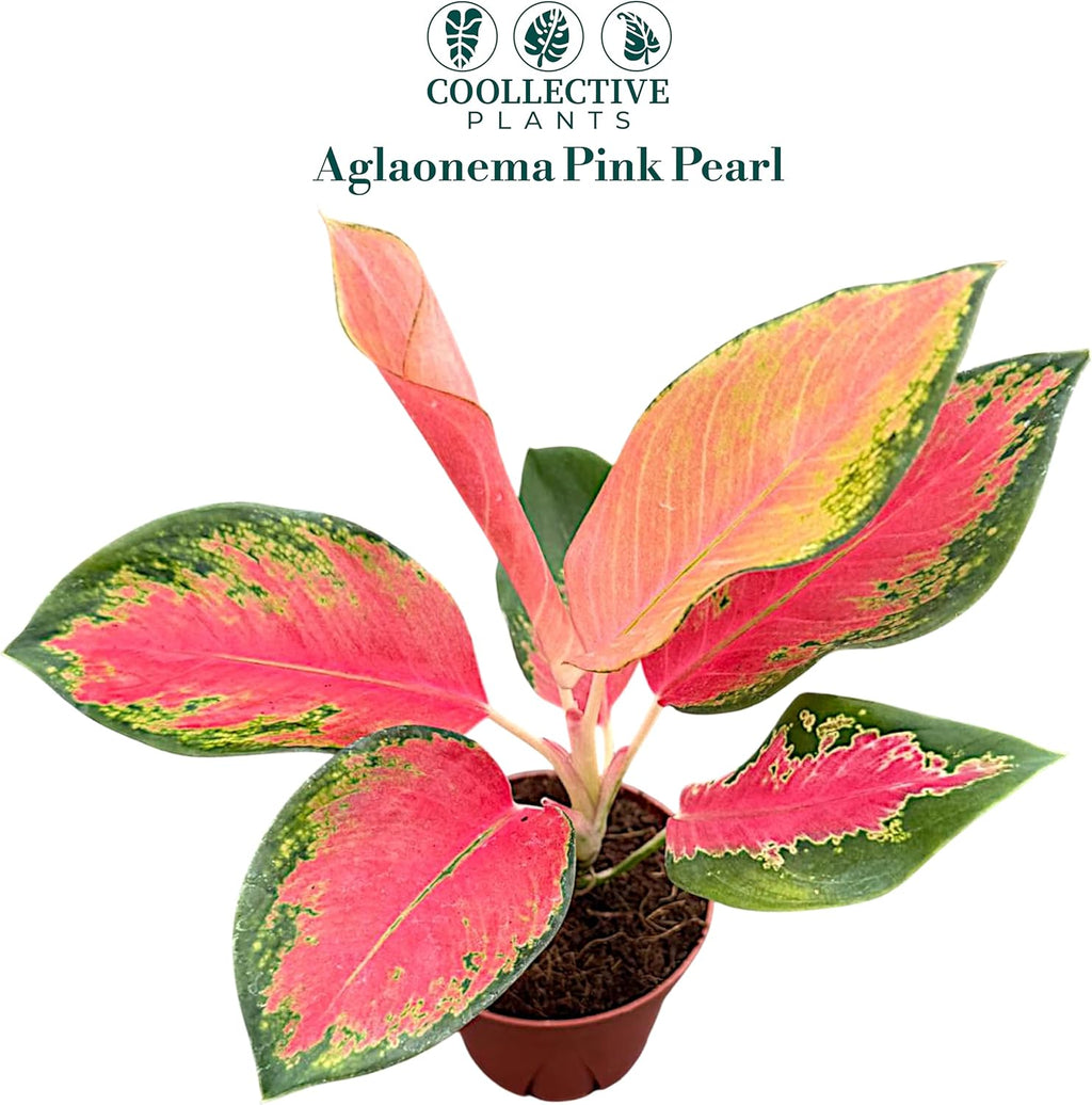 Aglaonema Pink Pearl, Live Plant in a 4 Inch Growers Pot, Live Indoor, Easy to Grow, Easy to Care, and Low Maintenance Houseplant,Pink Plants
